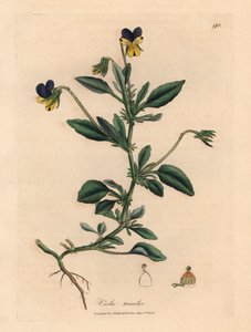 Lila und gelbe Stiefmütterchen, Viola tricolor, aus einer botanischen Illustration von James Sowerby aus William Woodville und Sir William Jackson Hooker
