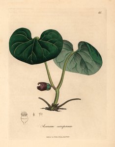 Lila Blüten-Asarabacca oder Wilder Ingwer, Asarum europaeum, aus einer botanischen Illustration von James Sowerby aus William Woodville und Sir William Jackson Hooker