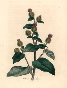 Purpurblühende Klette, Arctium lappa, aus einer botanischen Illustration von James Sowerby aus William Woodville und Sir William Jackson Hooker
