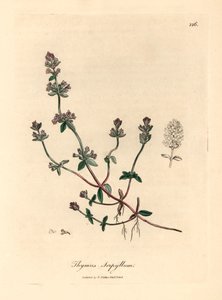 Lila blühender wilder Thymian, Thymus serpyllum, aus einer botanischen Illustration von James Sowerby aus William Woodville und Sir William Jackson Hooker