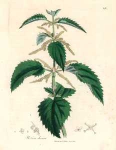 Brennnessel, Urtica dioica, aus einer botanischen Illustration von James Sowerby aus William Woodville und Sir William Jackson Hooker