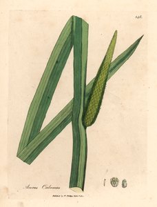 Kalmus, Acorus calamus, aus einer botanischen Illustration von James Sowerby aus William Woodville und Sir William Jackson Hooker