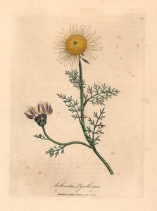 Weiß und gelbe spanische Kamille, Anthemis pyrethrum, aus einer botanischen Illustration von James Sowerby aus William Woodville und Sir William Jackson Hooker