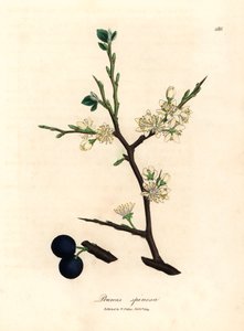 Schlehdorn mit weißen Blüten und blauen Beeren, aus einer botanischen Illustration von James Sowerby aus William Woodville und Sir William Jackson Hooker