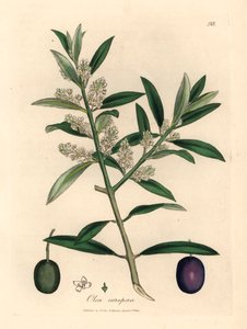 Weiß blühender europäischer Olivenbaum mit Früchten, Olea europaea, aus einer botanischen Illustration von James Sowerby aus William Woodville und Sir William Jackson Hookers "Medical Botany" 1832 (handkolorierter Kupferstich) von James (after) Sowerby