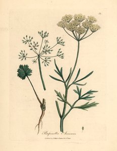 Weiß blühender Anis, Pimpinella anisum, aus einer botanischen Illustration von James Sowerby aus William Woodville und Sir William Jackson Hooker