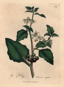 Weiß blühender, schwarzer Beeren-Garten-Nachtschatten, Solanum nigrum, aus einer botanischen Illustration von James Sowerby aus William Woodville und Sir William Jackson Hooker