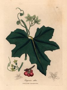 Zaunrübe mit weißen Blüten, Bryonia alba, aus einer botanischen Illustration von James Sowerby aus William Woodville und Sir William Jackson Hooker