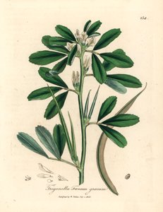 Weiß blühender Bockshornklee mit Samenkapsel, Trigonella foenum graecum, aus einer botanischen Illustration von James Sowerby aus William Woodville und Sir William Jackson Hooker