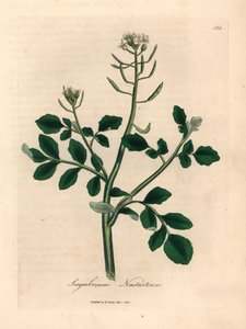 Brunnenkresse mit weißen Blüten, aus einer botanischen Illustration von James Sowerby aus William Woodville und Sir William Jackson Hooker