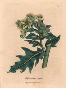 Gelb blühender schwarzer Bilsenkraut, Hyoscyamus niger, aus einer botanischen Illustration von James Sowerby aus William Woodville und Sir William Jackson Hooker