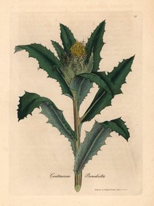 Gelb blühende Benediktenkraut, Centaurea benedicta, aus einer botanischen Illustration von James Sowerby aus William Woodville und Sir William Jackson Hookers "Medical Botany" 1832 (handkolorierter Kupferstich)