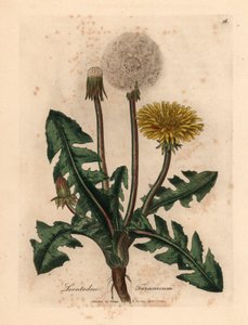 Gelb blühender Löwenzahn, Leontodon taraxacum, aus einer botanischen Illustration von James Sowerby aus William Woodville und Sir William Jackson Hooker