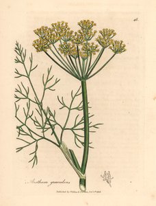 Gelb blühender Dill, Anethum graveolens, aus einer botanischen Illustration von James Sowerby aus William Woodville und Sir William Jackson Hooker