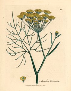 Gelb blühender Fenchel, Anethum foeniculum, aus einer botanischen Illustration von James Sowerby aus William Woodville und Sir William Jackson Hooker