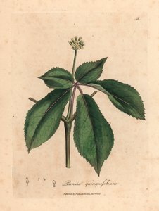 Gelbblühender Ginseng, aus einer botanischen Illustration von James Sowerby aus William Woodville und Sir William Jackson Hooker