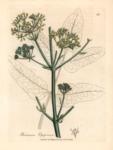 Gelb blühender Opopanax oder Raue Pastinake, Pastinaca opopanax, aus einer botanischen Illustration von James Sowerby aus William Woodville und Sir William Jackson Hookers "Medical Botany" 1832 (handkolorierter Kupferstich)