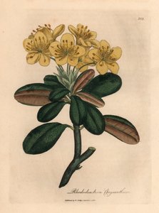 Gelbblühender Rhododendron, Rhododendron chrysanthemum, aus einer botanischen Illustration von James Sowerby aus William Woodville und Sir William Jackson Hooker