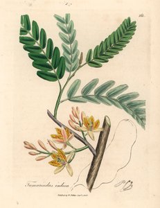 Gelbblühender Tamarindenbaum, aus einer botanischen Illustration von James Sowerby aus William Woodville und Sir William Jackson Hooker
