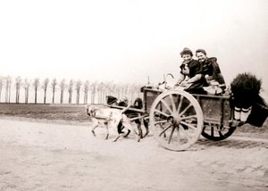 Hunde ziehen Frauen auf einem Wagen, Antwerpen, 1898 von James Batkin