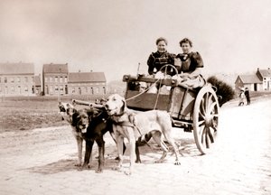 Hunde ziehen Frauen auf einem Wagen, Antwerpen, 1898