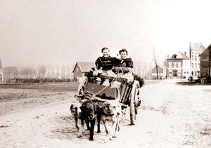 Hunde ziehen Frauen auf einem Wagen, Antwerpen, 1898