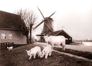 Ziegen, Laandam, Niederlande, 1898 von James Batkin