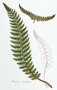 "Polipodium aculeatum", jetzt Polystichum achuleatum, ein häufiger Farn in feuchten Wäldern in den Britischen Inseln, aus "Filices Brittanicae; eine Geschichte der britischen echten Farne", 1785 von James Bolton