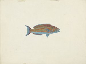 Ein Fisch, El Hudderi Imbo von James Bruce