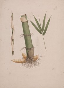 Arundinaria alpina K. Schum. (Afrikanischer Bambus): fertige Zeichnung von Stammabschnitten und Trieb mit Blättern