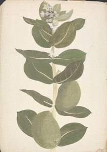Calotropis procera (Ait.) Ait. f. (Apfel von Sodom, Aurikularbaum): fertige Zeichnung der blühenden und fruchtenden Pflanze von James Bruce