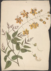Cassia Fistula (Purgier-Kassie): fertige Zeichnung eines belaubten Triebs mit Blüten von James Bruce