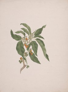 Discopodium penninervium Hochst. von James Bruce