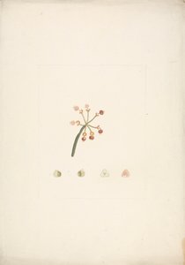 Euphorbia nubica N.E. Br. (Nubische Wolfsmilch): fertige Zeichnung eines blühenden und fruchtenden Triebs, mit Details der Blütendissektionen von James Bruce