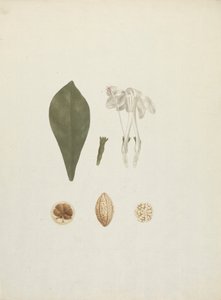 Gardenia ternifolia Schum. & Thonn. (Jovis-Tonantis): fertige Zeichnung mit zusätzlichen Details der Frucht von James Bruce