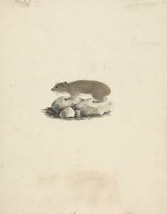 Heterohyrax brucei (Gelbfleck-Klippschliefer) von James Bruce