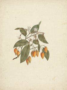 Mimusops kummel A. DC.: fertige Zeichnung mit einigen Blumen von James Bruce