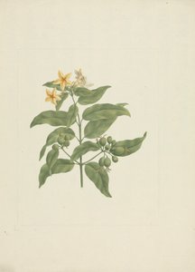 Mussaenda arcuata Lam. ex Poir.: fertige Zeichnung ohne Details
