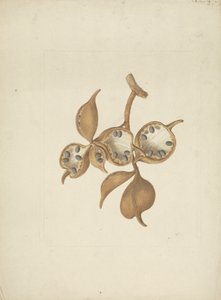 Sterculia africana (Lour.) Fiori: fertige Zeichnung des Stammes mit Samenkapseln, einige geöffnet und Samen zeigend von James Bruce