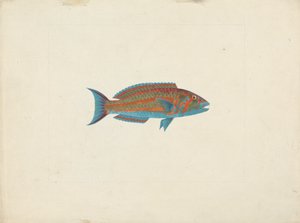 Unidentifizierter Fisch von James Bruce