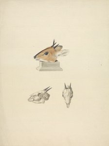 Unidentifizierter Madoqua (Dik-dik): Studie von Kopf und Schädel von James Bruce