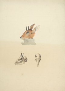 Unidentifizierter Madoqua (Dik-dik): Studie von Kopf und Schädel von James Bruce