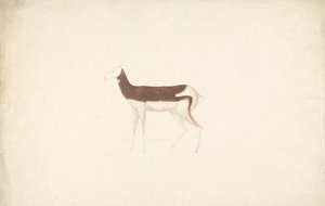 Unidentifiziertes Huftier von James Bruce