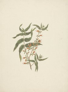 Woodfordia uniflora (A. Rich.) Koehne: fertige Zeichnung eines blühenden Triebs von James Bruce