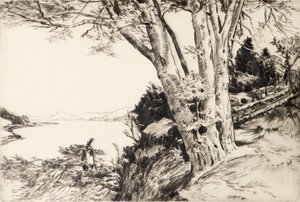 Der Buchenbaum von James Cadzow