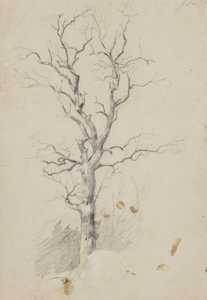Baum