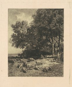 Landschaft mit Schafen