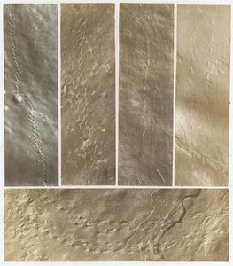 Ichnographien aus dem Sandstein des Connecticut River, veröffentlicht 1861 von James Deane