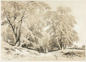 Esche, aus Der Park und der Wald von James Duffield Harding