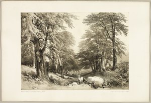 Buchen im Arundale Park, aus The Park and the Forest von James Duffield Harding